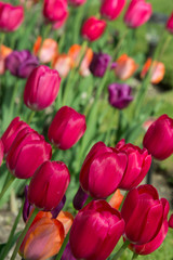 Fototapeta premium Michigan. Bright tulips.