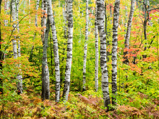 USA, Michigan, Upper Peninsula. Birch (Betula ) trunk and maple leaves, Pictured Rocks National Lakeshore, Michigan