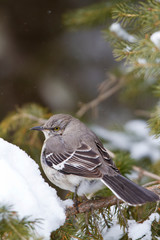 Northern Mockingbird (Mimus polyglottos) in spruce tree in winter, Marion, Illinois, USA.