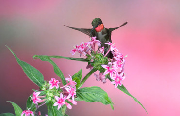 Ruby-throated Hummingbird (Archilochus colubris) male on Pink Pentas (Pentas lanceolata). Marion,...