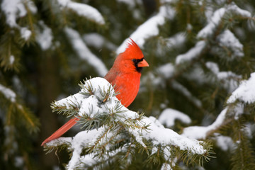 Fototapeta premium Northern Cardinal (Cardinalis cardinalis) male in spruce tree in winter, Marion, Illinois, USA.