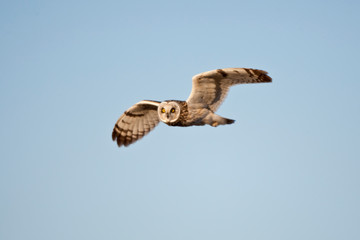 Short-eared Owl (Asio flammeus) in flight at Prairie Ridge State Natural Area, Marion, Illinois, USA.