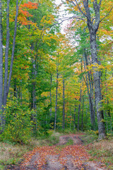 Michigan, Pictured Rocks National Lakeshore, road through forest