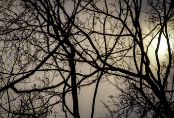 USA, New Jersey, Mountainville, bare winter tree branches and sun behind clouds before snowstorm.