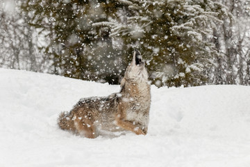 Coyote in snow, (Captive) Montana