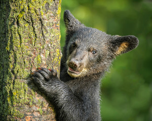 USA, Minnesota, Sandstone, Minnesota Wildlife Connection. Close-up of black bear cub climbing a tree. © Rona Schwarz/Danita Delimont