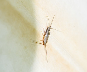 Thermobia domestica. Pest books and newspapers. Lepismatidae Insect feeding on paper - silverfish