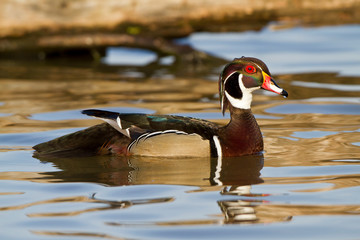 Wood Duck (Aix sponsa) male in wetland, Marion, Illinois, USA.