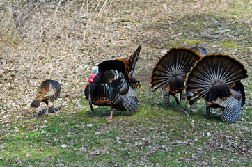 USA, Minnesota, Mendota Heights, Wild Turkey, Displaying