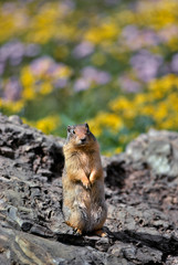 USA, Montana, Glacier National Park. Columbia ground squirrel close-up. 