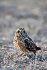 Short-eared Owl (Asio flammeus) on ground near Prairie Ridge State Natural Area, Marion, Illinois, USA.