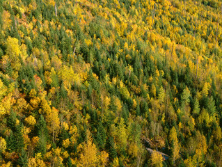 USA, Montana, Glacier National Park, Evening light on forested slopes with fall colored poplars: quaking aspen, cottonwood and birch, standing out among conifers.