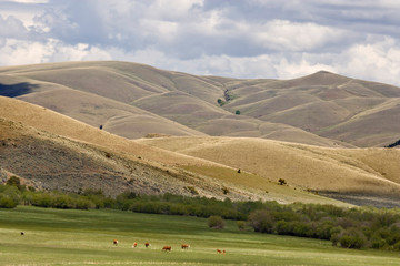 Fototapeta premium USA, Montana, Rocky Mountain Front, Great Falls. Cattle graze in field near rolling hills. 