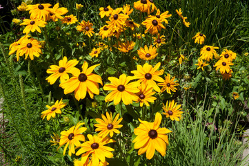 USA, Minnesota, Chaska, Minnesota Landscape Arboretum, Sensory Garden, Rudebeckia Goldstrum