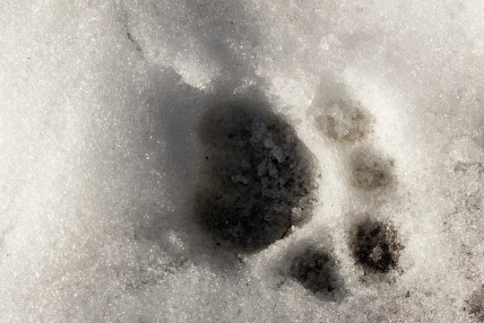 Siberian Tiger footprint in snow (Captive) Montana, native to Primorye Province in Russian Far East. Endangered Species