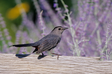 Gray Catbird (Dumetella carolinensis) on fence near Russian Sage (Perovskia atriplicifolia) Marion County, Illinois