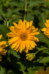 Yellow flowers, Saugatuck, Michigan, USA.