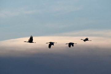 USA, New Mexico, Sandhill Cranes, Bosque del Apache National Wildlife Refuge