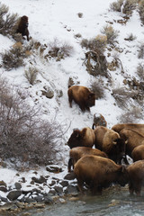 Naklejka premium Bison Snow Sliding