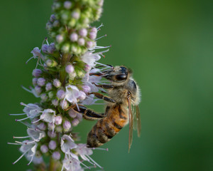 Working honey bee on a purple and green wild flower 