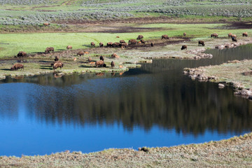 Fototapeta na wymiar Bison Herd, Yellowstone National Park