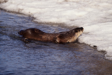 River Otter (Lutra canadensis) swimming in a stream, Montana