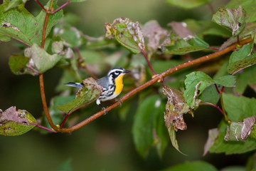Yellow-throated Warbler (Dendroica dominica) male in fall, Marion, Illinois, USA.