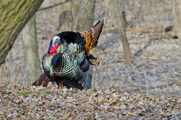 USA, Minnesota, Mendota Heights, Wild Turkey, Displaying