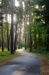 Fototapeta premium USA, Minnesota, Itasca State Park, Wilderness Drive
