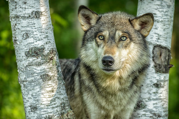Naklejka na ściany i meble USA, Minnesota, Sandstone, Minnesota Wildlife Connection. Close-up of Grey wolf between two birch trees.