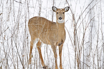 USA, Minnesota, Mendota Heights. White-tailed Deer, Doe in woods