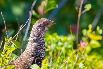Glacier National Park, Montana. Ptarmigan