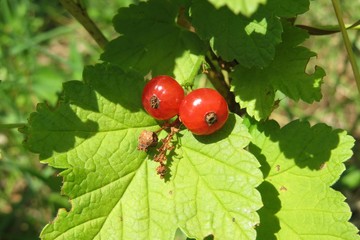 Red currants on bush in garden, closeup