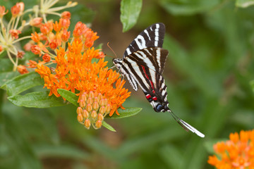 Zebra Swallowtail (Eurytides marcellus) on Butterfly Milkweed (Asclepias tuberosa) Reynolds, Missouri, USA.
