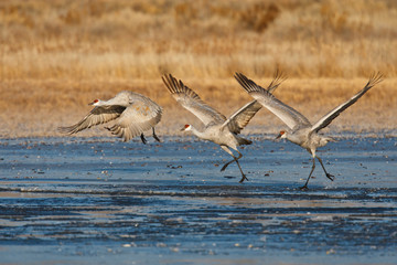 Sandhill Crane (Grus canadensis) running on ice as they take flight , New Mexico