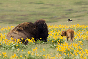 Bison Bull and calf, magpie
