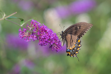 Eastern Tiger Swallowtail Butterfly (Papilio glaucus) female on Butterfly Bush (Buddleia davidii) Marion County, IL