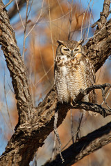 Great Horned Owl (Bubo virginianus) sleeping on perch in willow tree, New Mexico