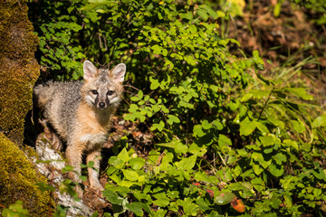 Glacier National Park, Montana. Grey Fox