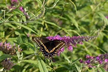 Black Swallowtail (Papilio Polyxenes) male on Butterfly Bush (Buddleja Davidii) Marion County,...