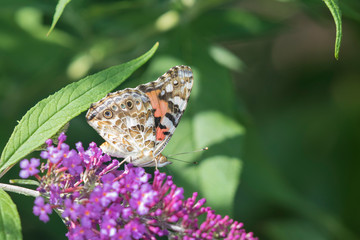 Painted Lady (Vanessa cardui) on Butterfly Bush (Buddleja Davidii) Marion County, Illinois