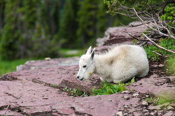 US, MT, Glacier National Park. Logan Pass. Mountain Goat kid hunkers down in cold