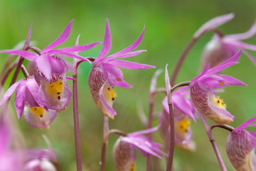 USA, Montana. Close-up of calypso orchids. 
