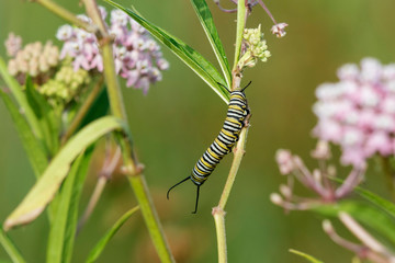 Monarch (Danaus Plexippus) caterpillar on Swamp Milkweed (Asclepias Incarnata) Marion County, Illinois