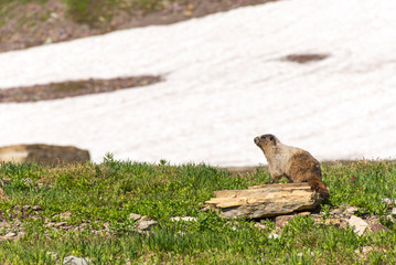 USA, Montana, Glacier National Park. Hoary Marmot poses in front of snow field along Hidden Lake Trail.