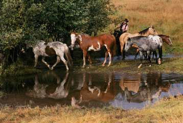 Naklejka na ściany i meble USA, Montana. Horses tended by cowgirl. Credit as: Marie Bush / Jaynes Gallery / DanitaDelimont.com