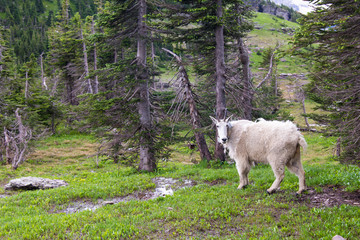 Obraz premium US, MT, Glacier National Park. Hidden Lake Trail Logan Pass. Mountain goat with radio collar for tracking research