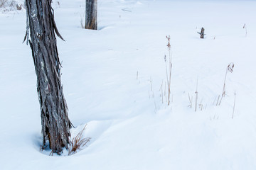 Shagbark hickory and dried reeds on a frozen beaver pond in Crommet Creek. Dame Forest preserve, Durham, New Hampshire.