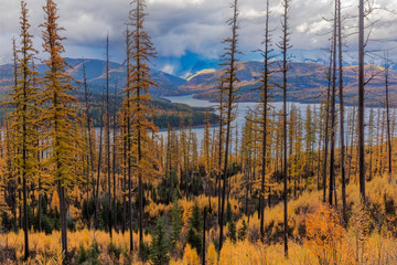 Stormy clouds in autumn tamarack forest above Hungry Horse Reservoir in the Flathead National...