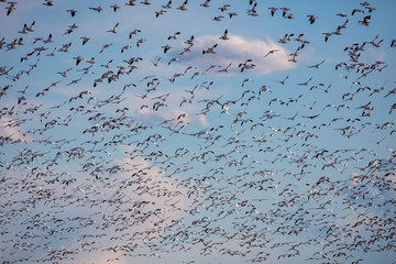 Snow geese flying at Freezeout Lake Wildlife Management Area near Choteau, Montana, USA